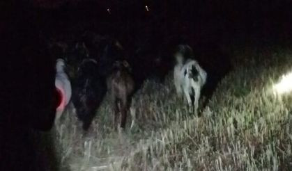 Dere yatağında kaybolan keçileri jandarma buldu