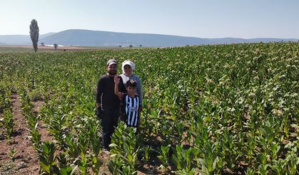 “Bizim hikâyemiz tütün tarlasında başladı”