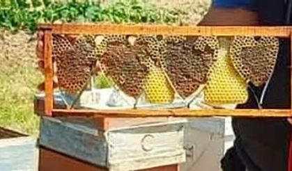 Arılar peteklere kalp bıraktı