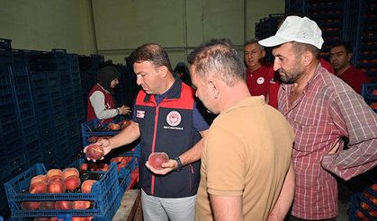 İl Tarım Müdürü Zayim, şeftali tesisini inceledi