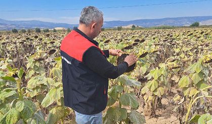 Tarım Müdürlüğü üretim alanlarını kontrol etti