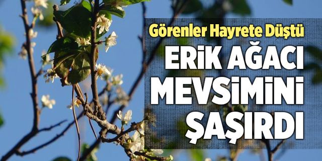 Denizli’de Erik Ağacı Mevsimini Şaşırdı