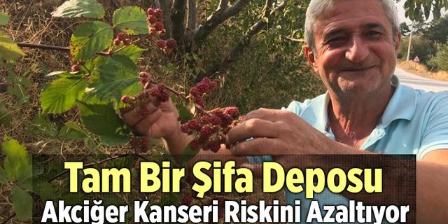 Akciğer Kanseri Riskini Azaltıyor! Şifa Deposu Böğürtlene Büyük İlgi…