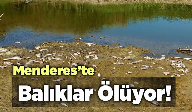 Menderes’te Balıklar Ölüyor”