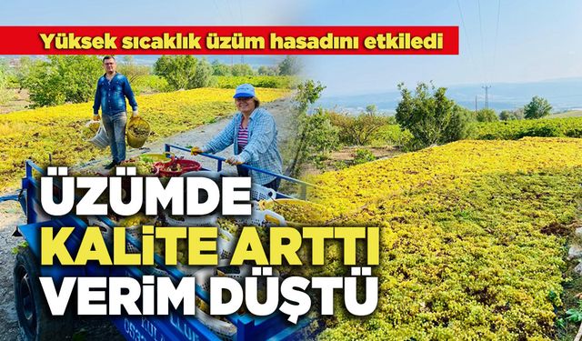 Üzümde Kalite Arttı Verim Düştü