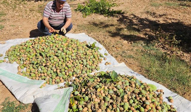 Çameli'de Ceviz Hasadı Başladı