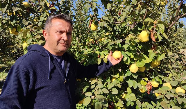 Ayva  Hasadı, Üreticinin Yüzünü Güldürdü