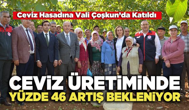 Ceviz Üretiminde Yüzde 46 Artış Bekleniyor