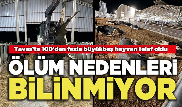 Tavas’ta 100’den fazla büyükbaş hayvan telef oldu, ölüm nedenleri bilinmiyor