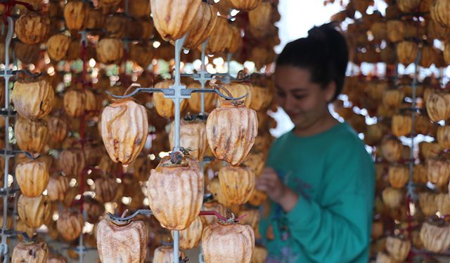 Cennet Hurmalarında Verim Yüzde 40 Arttı