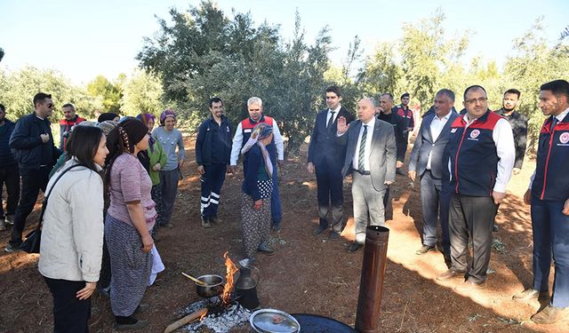 Vali Coşkun, Beyağaç'ta Zeytin Hasadına Katıldı