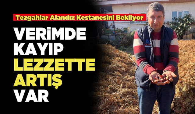 Alandız Kestanesinde Verimde Kayıp Lezzette Artış Var