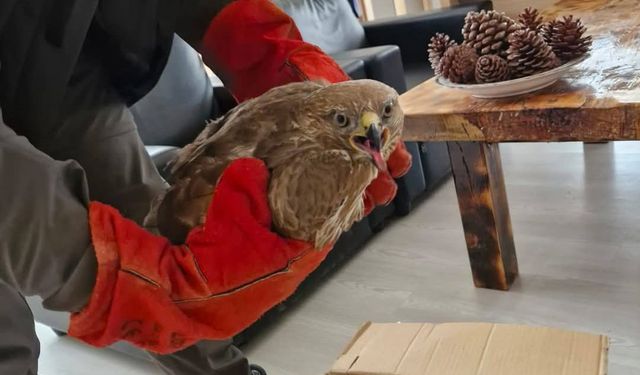 Denizli'de yaralı bulunan doğan tedaviye alındı