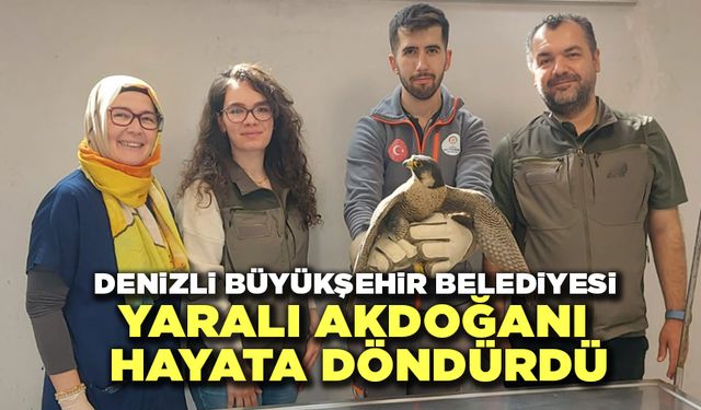 Denizli Büyükşehir Belediyesi Yaralı Akdoğanı Hayata Döndürdü
