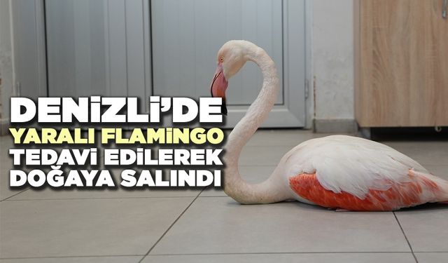 Denizli’de Yaralı Bulunan Flamingo Tedavi Edilerek Doğaya Salındı