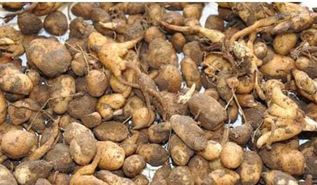 Salep toplayan kişiye 547 bin TL ceza uygulandı