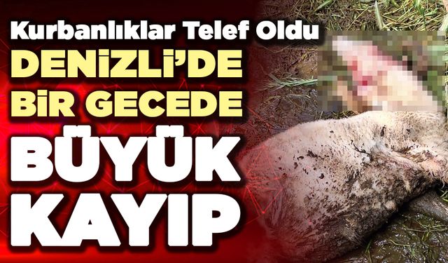 Denizli'deKuzular Bir Gecelik Saldırıda Telef Oldu