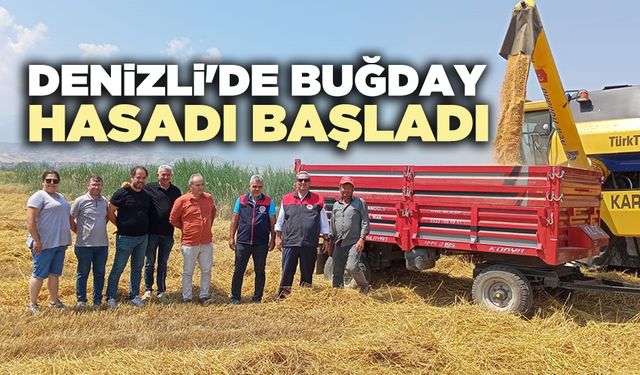 Denizli'de buğday hasadı başladı