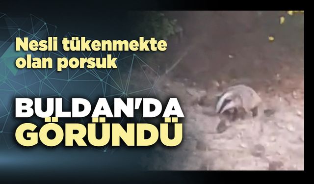 Nesli tükenmekte olan porsuk, Buldan'da görüntülendi