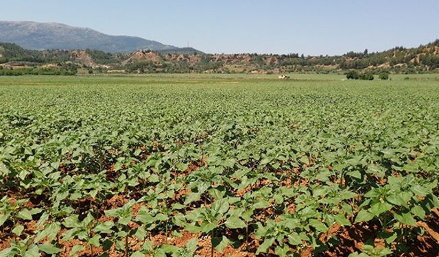 Tarım Teknolojileri Programı Çal MYO’da başlıyor