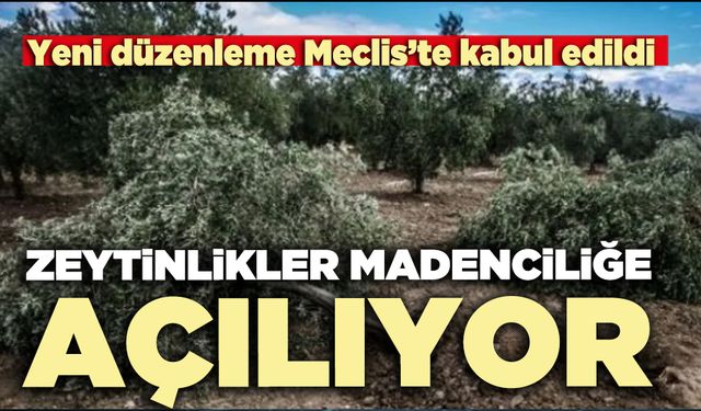 Yeni düzenleme Meclis’te kabul edildi: Zeytinlikler madenciliğe açılıyor