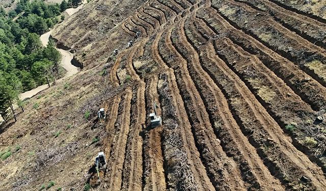Babadağ’da geçen yıl yanan bölgeler ağaçlandırılıyor
