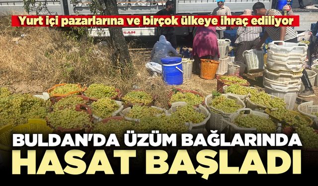 Buldan'da üzüm bağlarında hasat başladı