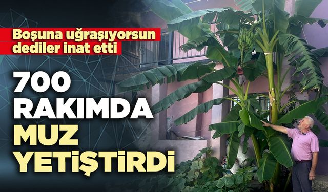 700 Rakımda muz yetiştirdi