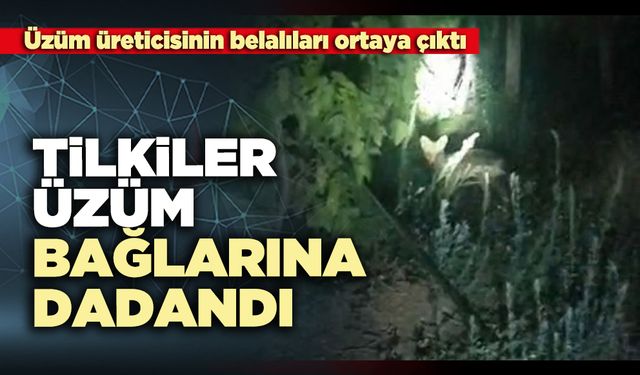 Tilkiler üzüm bağlarına dadandı