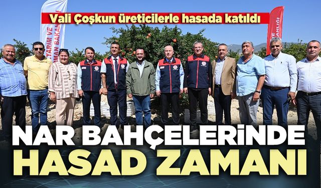 Nar bahçelerinde hasad zamanı