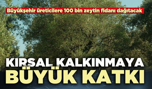 Denizli’de üreticilere 100 bin zeytin fidanı desteği: Kırsal kalkınmaya büyük katkı