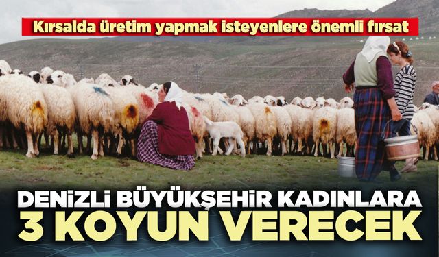 Denizli Büyükşehir kadınlara 3 koyun verecek
