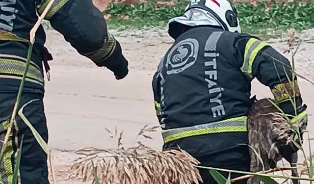 Fosseptik çukuruna düşen köpek kurtarıldı