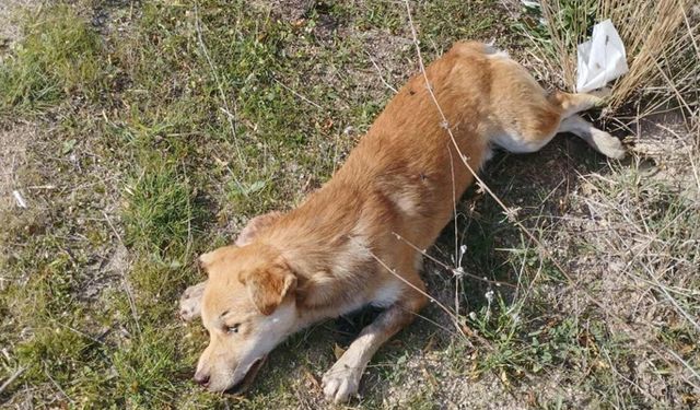 Buldan’da yol kenarında ölü köpekler bulundu
