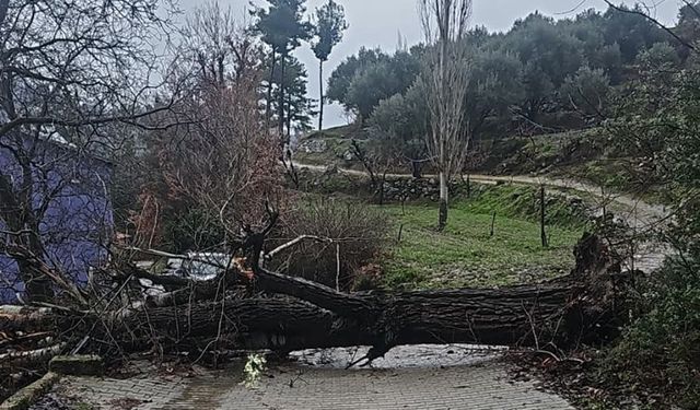 Asırlık kavak ağacı fırtınaya dayanamadı