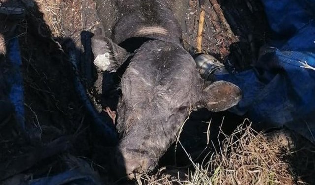 Foseptik çukuruna düşen ineği itfaiye kurtardı