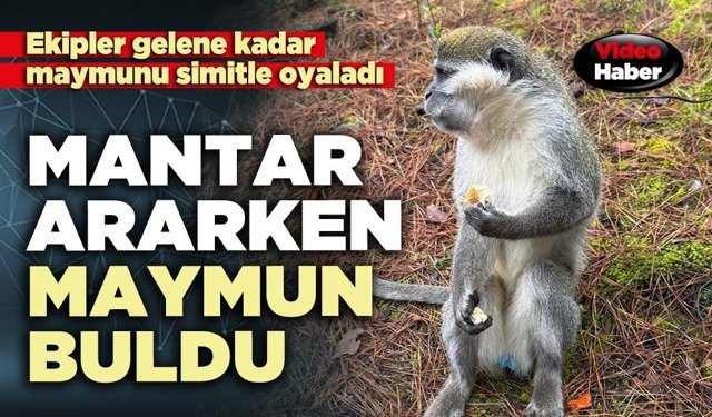 Mantar ararken maymun buldu