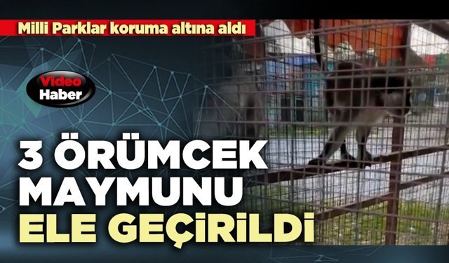 3 Örümcek maymunu ele geçirildi