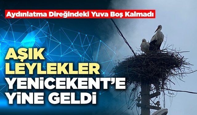 Aşık Leylekler Yenicekent’e Yine Geldi