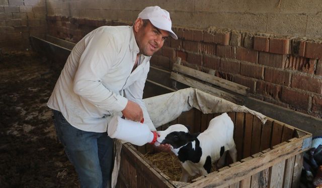6 Aylık Doğan Buzağıya Bebek Gibi Bakıyor