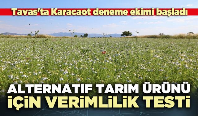 Tavas'ta alternatif tarım ürünü için verimlilik testi