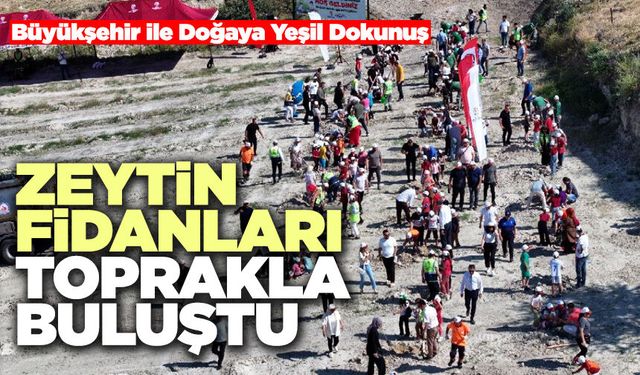 Zeytin Fidanları Toprakla Buluştu