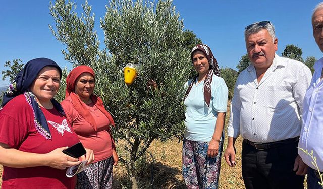 Buldan’da zeytin sineğine karşı fenomen tuzak dağıtıldı