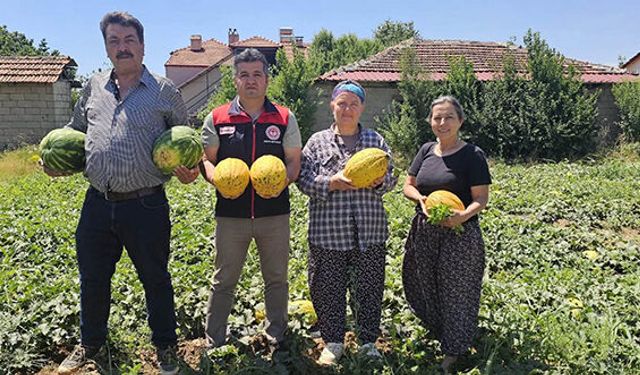 Acıpayam kavununda ilk hasat yapıldı