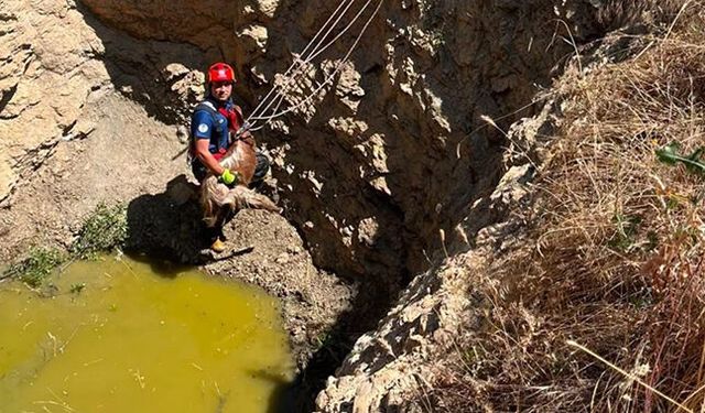 Çukura düşen küçükbaş hayvanı itfaiye kurtardı