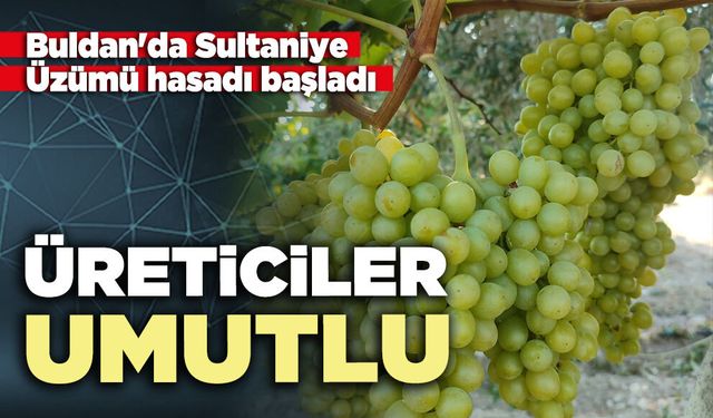 Buldan'da Sultaniye Üzümü hasadı başladı: Üreticiler umutlu