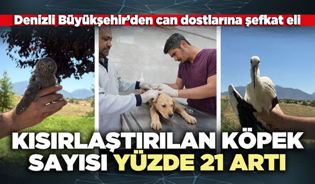 Kısırlaştırılan köpek sayısı yüzde 21 artı