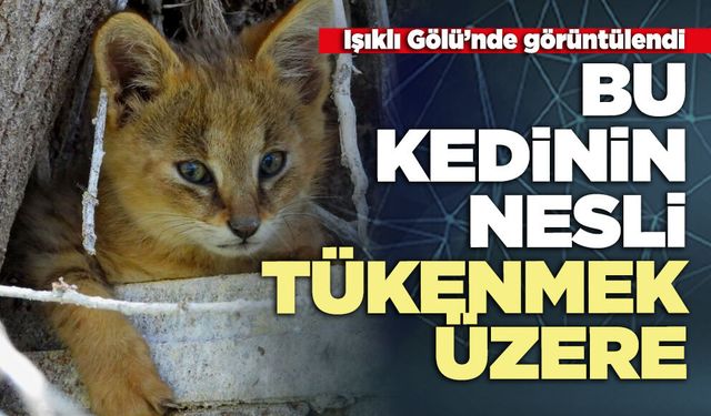Bu kedinin nesli tükenmek üzere