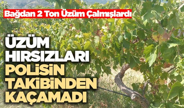 Üzüm Hırsızları Polisin Takibinden Kaçamadı