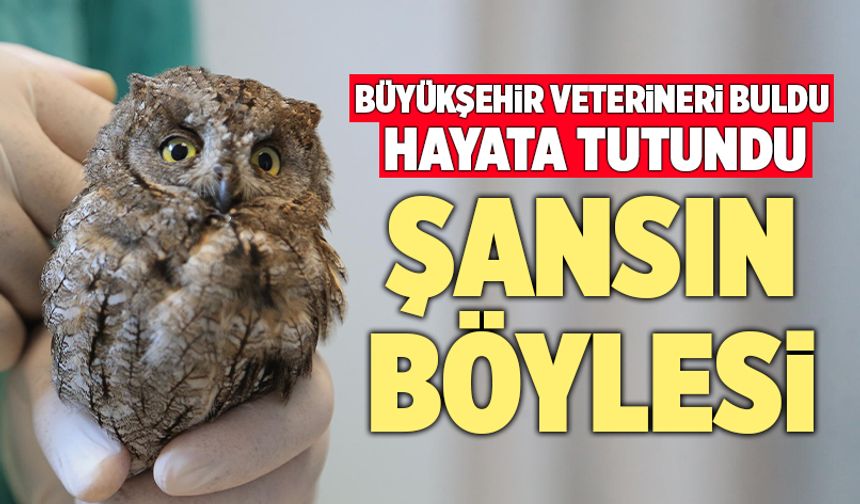 Yaralı Baykuş Büyükşehir Veterineri Sayesinde Hayata Tutundu